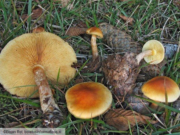 Pholiota astragalina