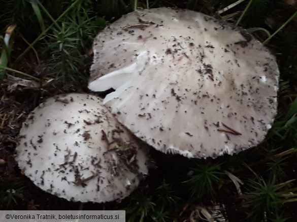 Amanita excelsa