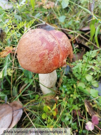 Leccinum aurantiacum