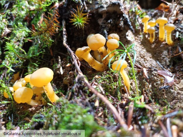 Leotia lubrica