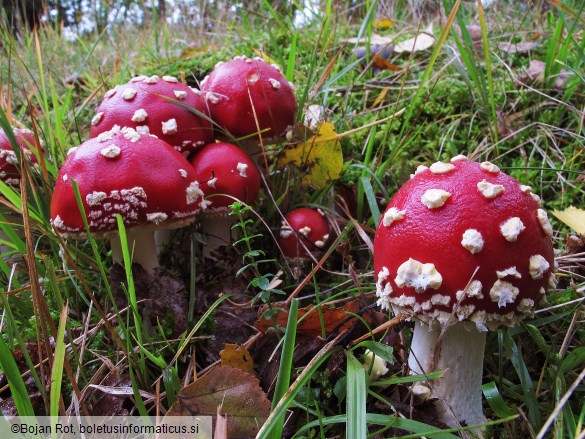 Amanita muscaria