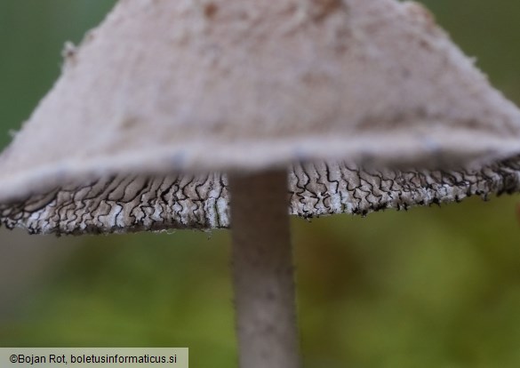 Coprinopsis nivea