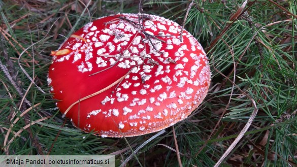 Amanita muscaria