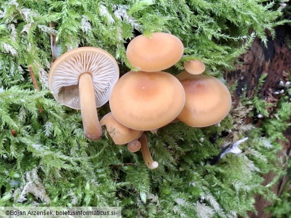 Flammulina velutipes