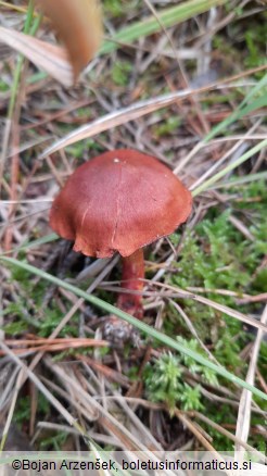 Cortinarius purpureus