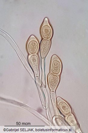 Puccinia teucrii