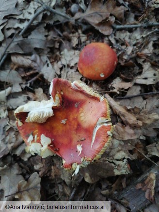 Russula aurea