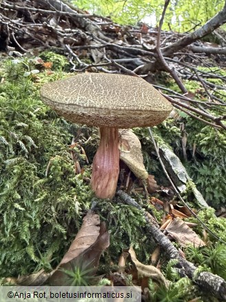 Xerocomellus chrysenteron