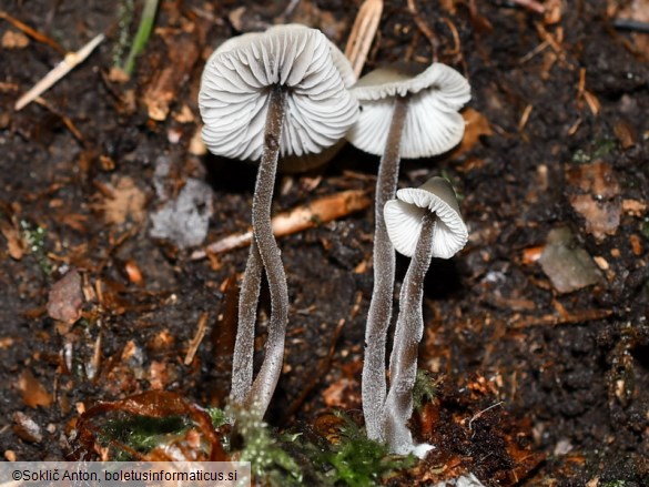 Mycena amicta