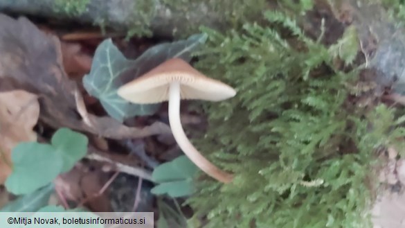 Conocybe macrocephala