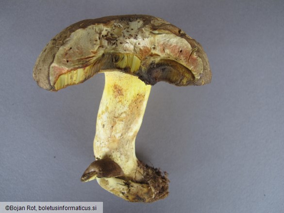 Butyriboletus roseogriseus