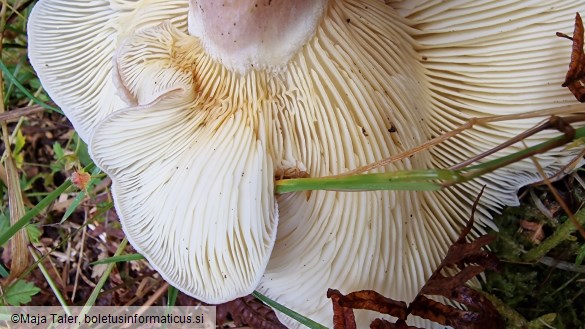 Tricholomopsis rutilans