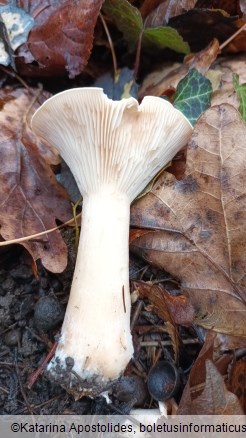 Infundibulicybe geotropa