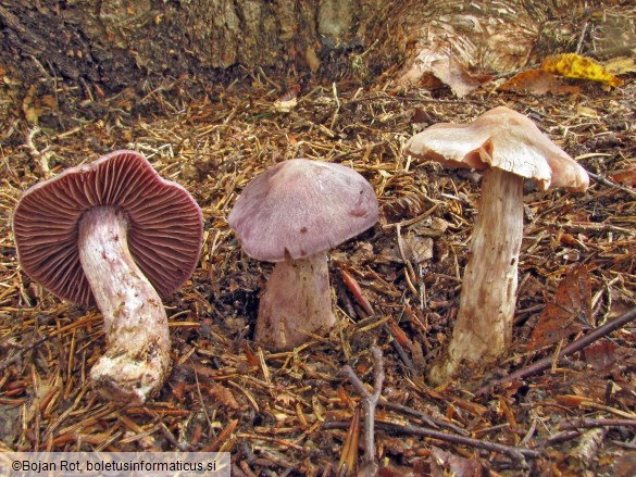 Cortinarius malachius