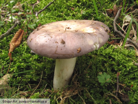 Russula cyanoxantha