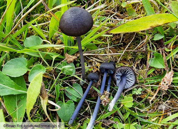 Entoloma chalybaeum