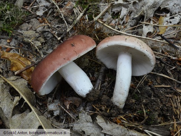 Russula vesca