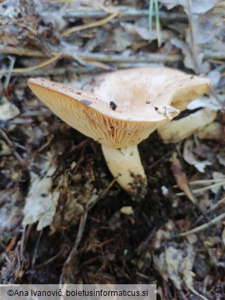 Lactarius illyricus