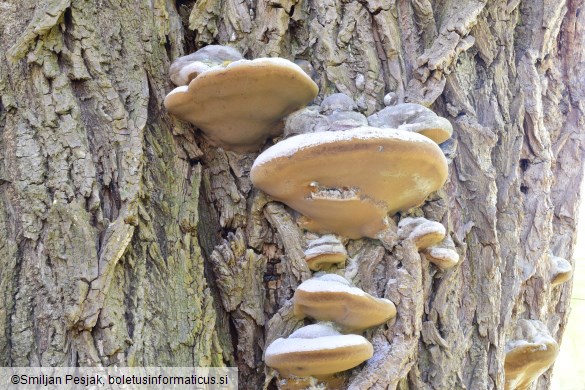 Phellinus igniarius