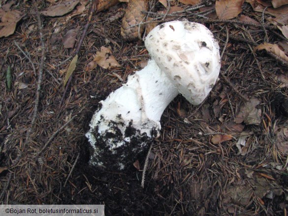 Amanita strobiliformis