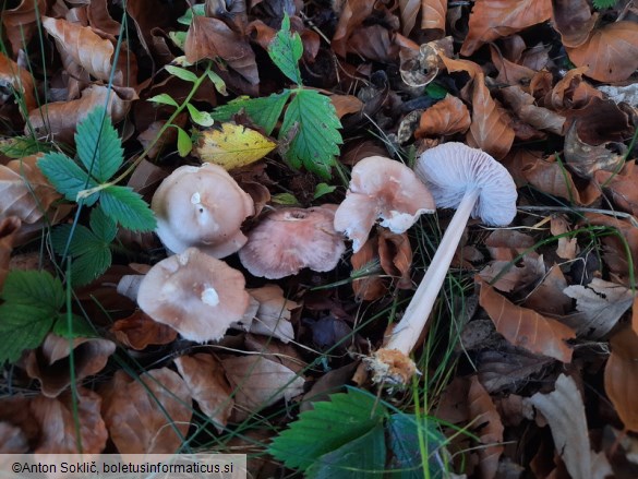 Mycena rosea