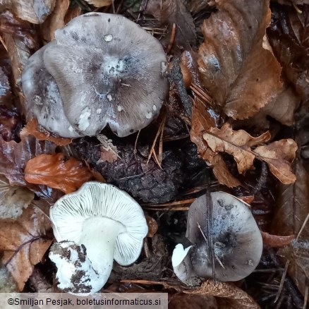 Tricholoma portentosum