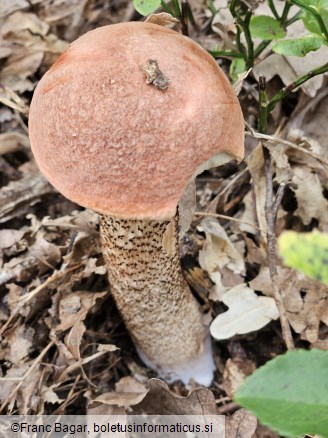 Leccinum quercinum