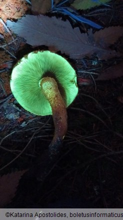 Pholiota squarrosa