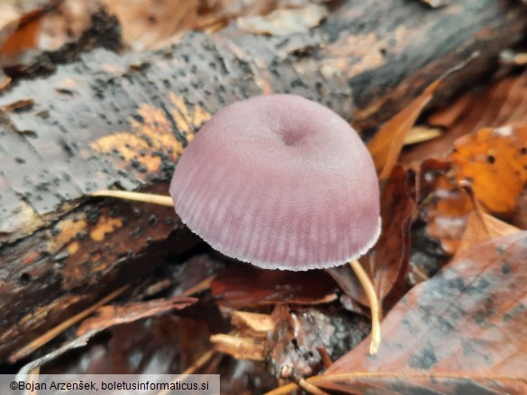 Mycena pura