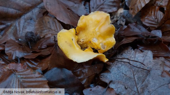 Cantharellus cibarius