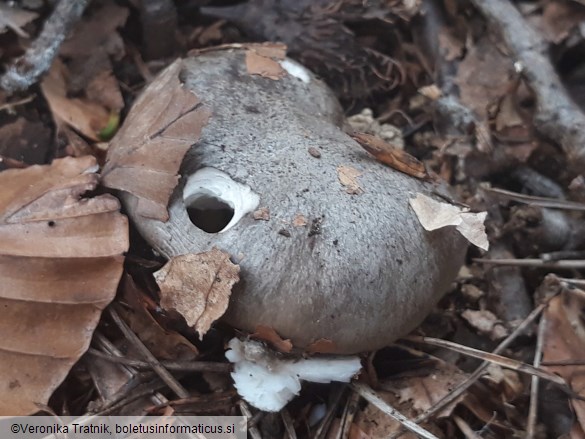 Hygrophorus marzuolus