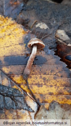 Cortinarius flexipes