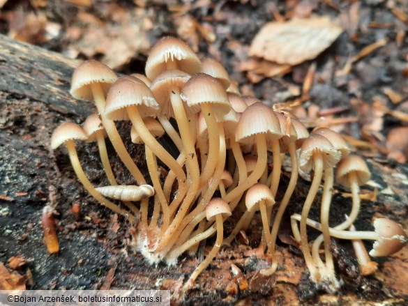 Mycena renati