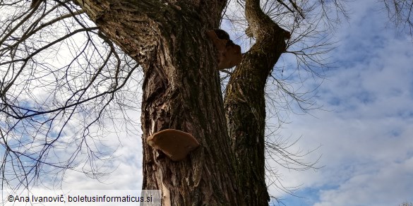 Phellinus igniarius