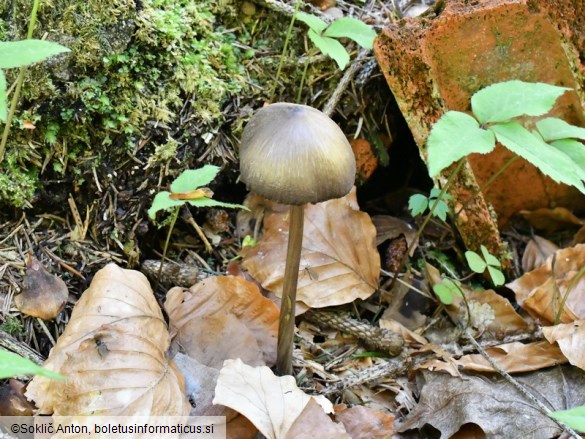 Entoloma hirtipes