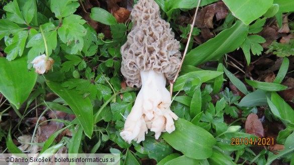 Morchella vulgaris