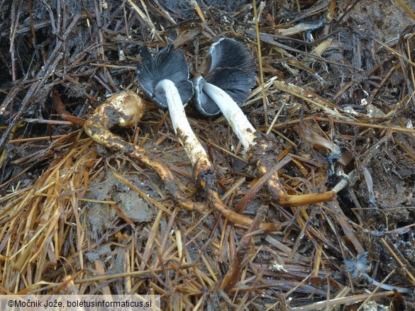Coprinopsis macrocephala