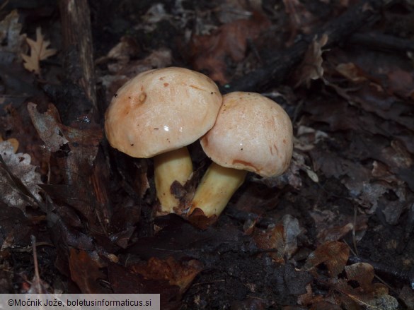 Aureoboletus gentilis