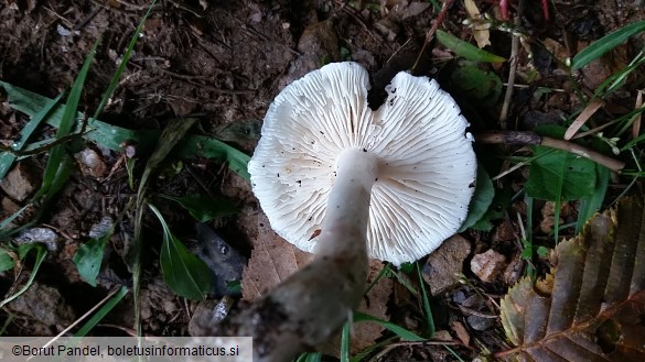 Tricholoma columbetta