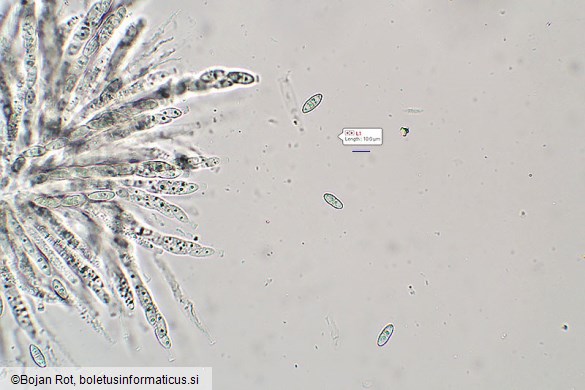 Neonectria punicea