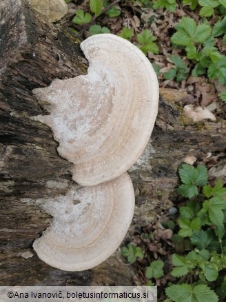 Trametes gibbosa