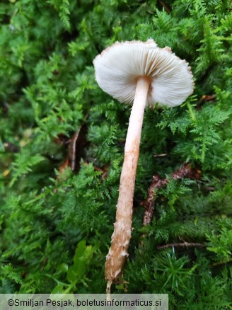 Lepiota castanea