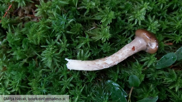 Hygrophorus olivaceoalbus