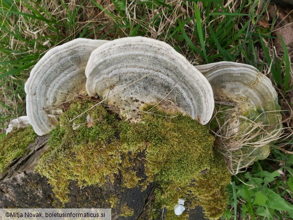 Trametes gibbosa