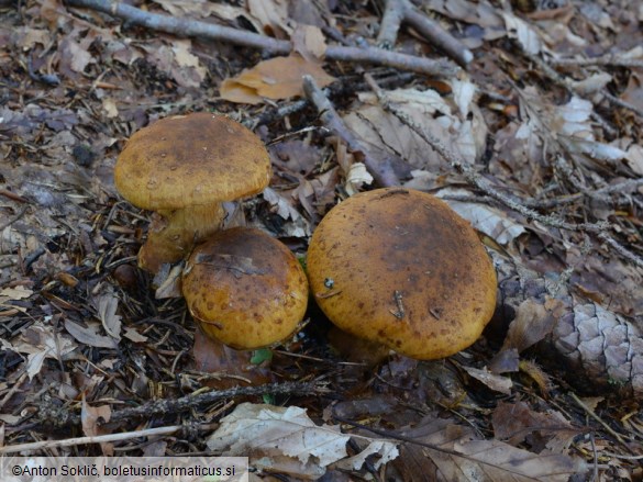 Cortinarius saginus