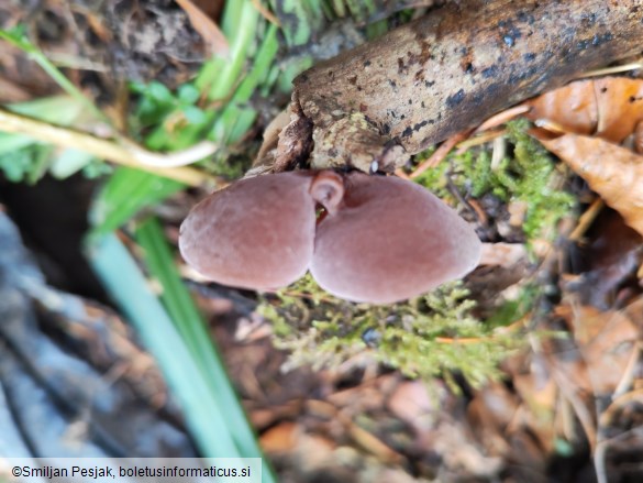 Auricularia auricula-judae