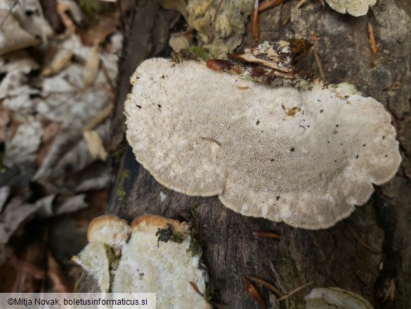 Trametes hirsuta