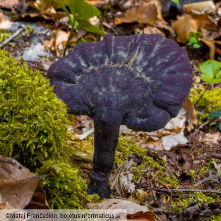 Ganoderma carnosum