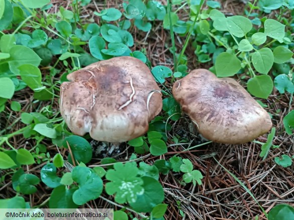 Tricholoma cedretorum