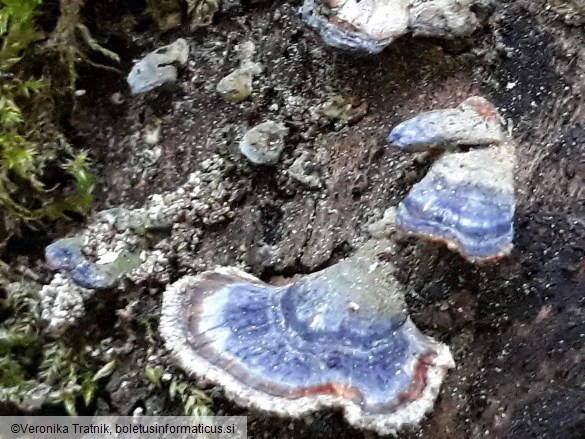 Trametes versicolor